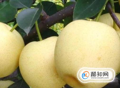 雾霾天吃哪些食物能够很好的清肺?优质